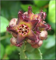 Monolluma hexagona 1